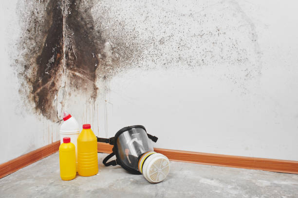 Best Emergency Mold Removal  in Derby, CT