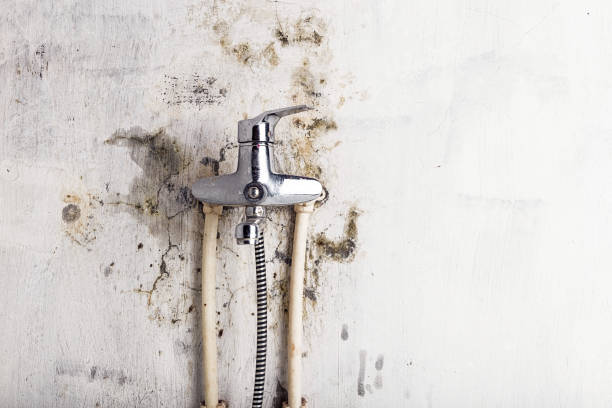 Best Mold Remediation  in Derby, CT
