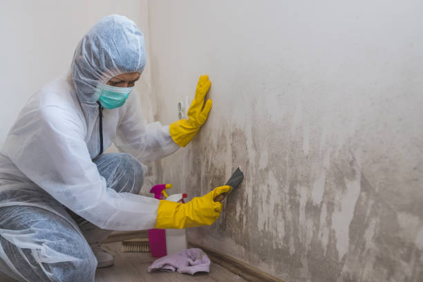 Attic Mold Removal in Derby, CT