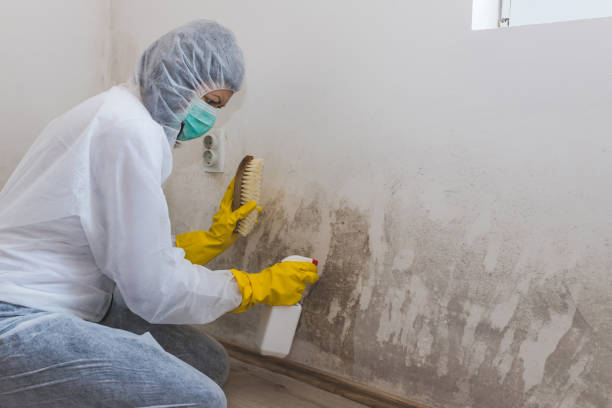 Derby, CT Mold Removal Company
