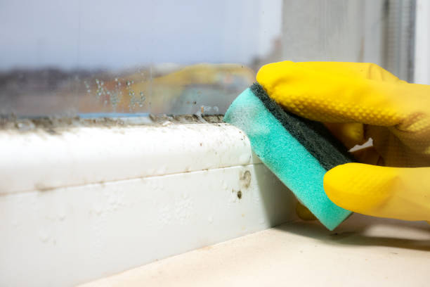 Best Attic Mold Removal  in Derby, CT