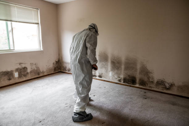 Best Home Mold Removal  in Derby, CT