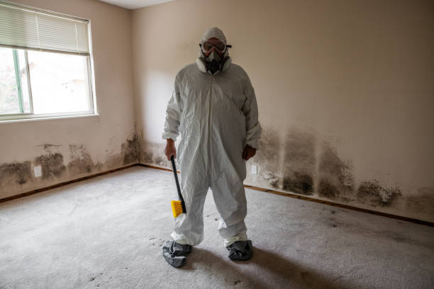Best Mold Removal Company Near Me  in Derby, CT