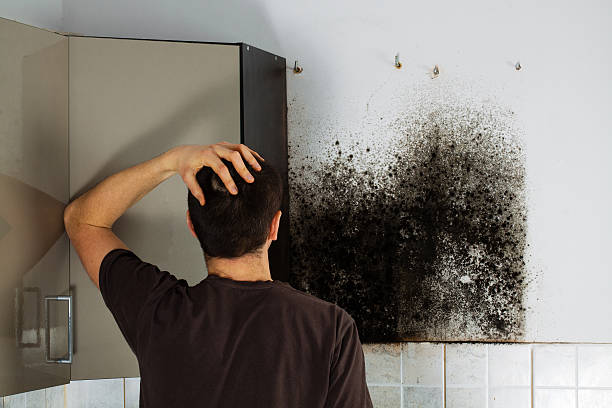 Best Black Mold Removal  in Derby, CT