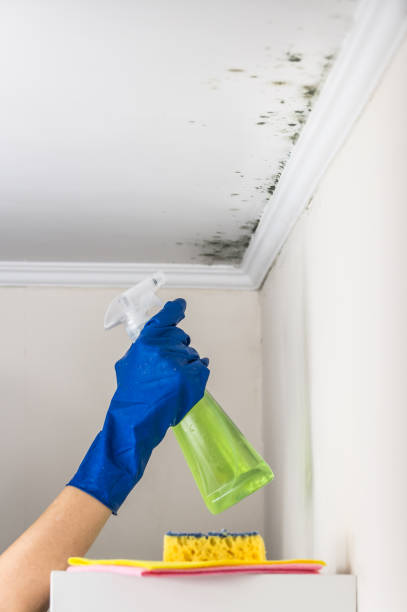 Best Fast Mold Removal  in Derby, CT